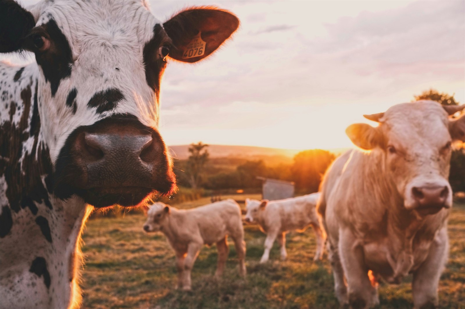 Stock photograph of cattle grazing near farm buildings