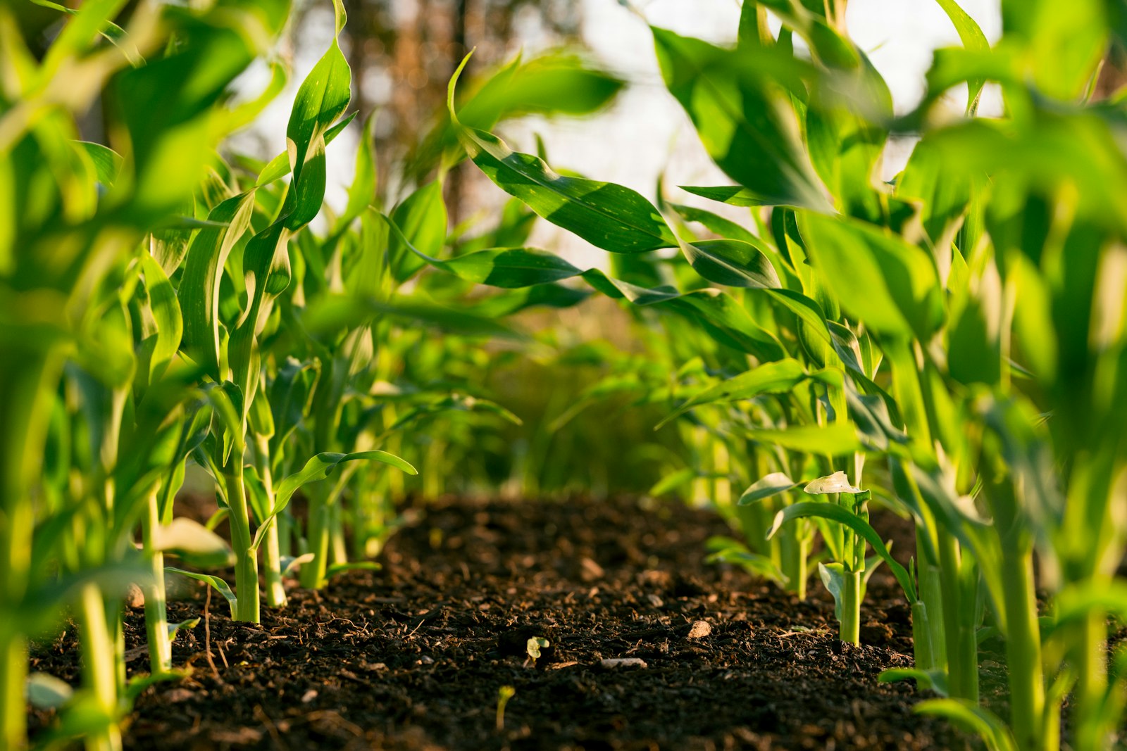 Stock photograph of agricultural crop fields